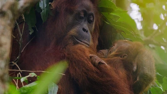 Orangutan (Đười ươi)